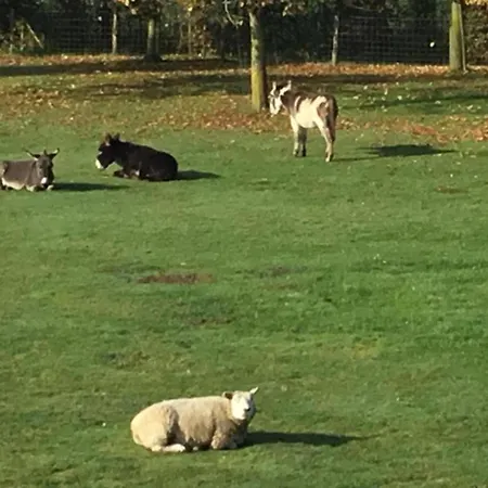 In Cul-des-sarts Near Forest *