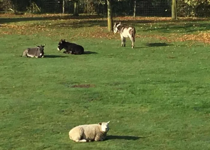 In Cul-des-sarts Near Forest *